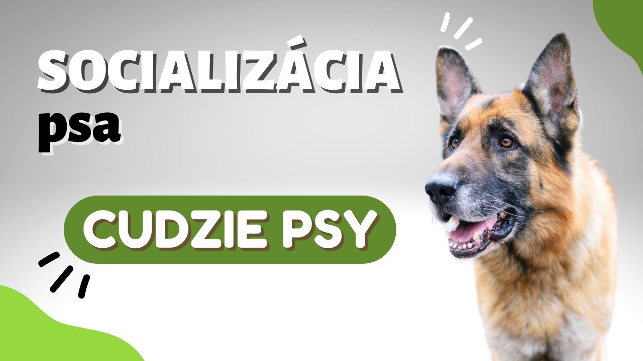 #3 Socializácia psa | Spoznávanie nových psov | CANISLOG Slovakia