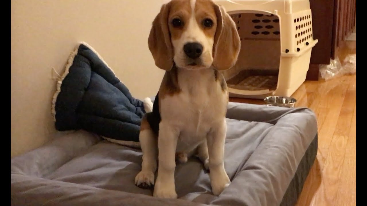 Unboxing a Casper dog bed with my beagle