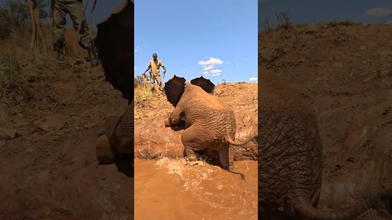 Mission Diverted: Baby Elephant Rescue Mid-Flight | Sheldrick Wildlife Trust
