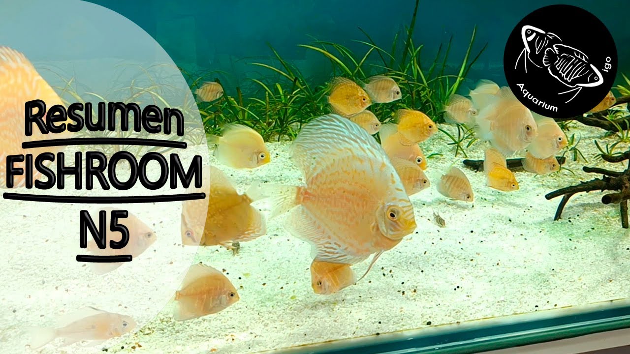 🐟LOS 6 ACUARIOS EN CASA. PECES Disco, Guramis, Gambas, Ancistrus, Melanotaenias, ESCALARES.