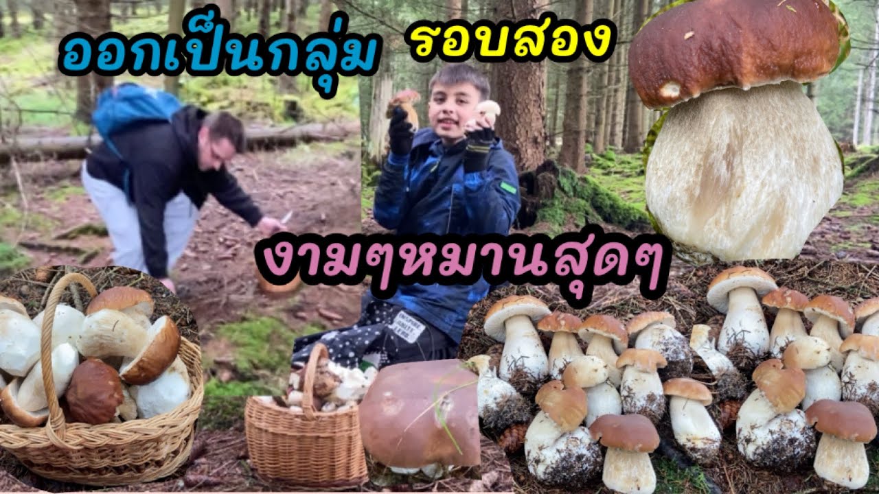 #ชีวิตในต่างแดน # รอบสองเจอกลุ่มเดียว ป่าแตก เยอะมากๆเลย🍄‍🟫🍄‍🟫🍄‍🟫