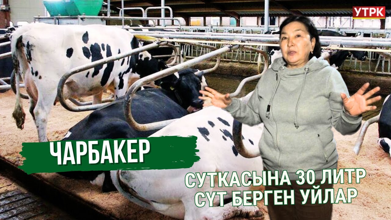 Суткасына 30 литр сүт берген уйлар // 