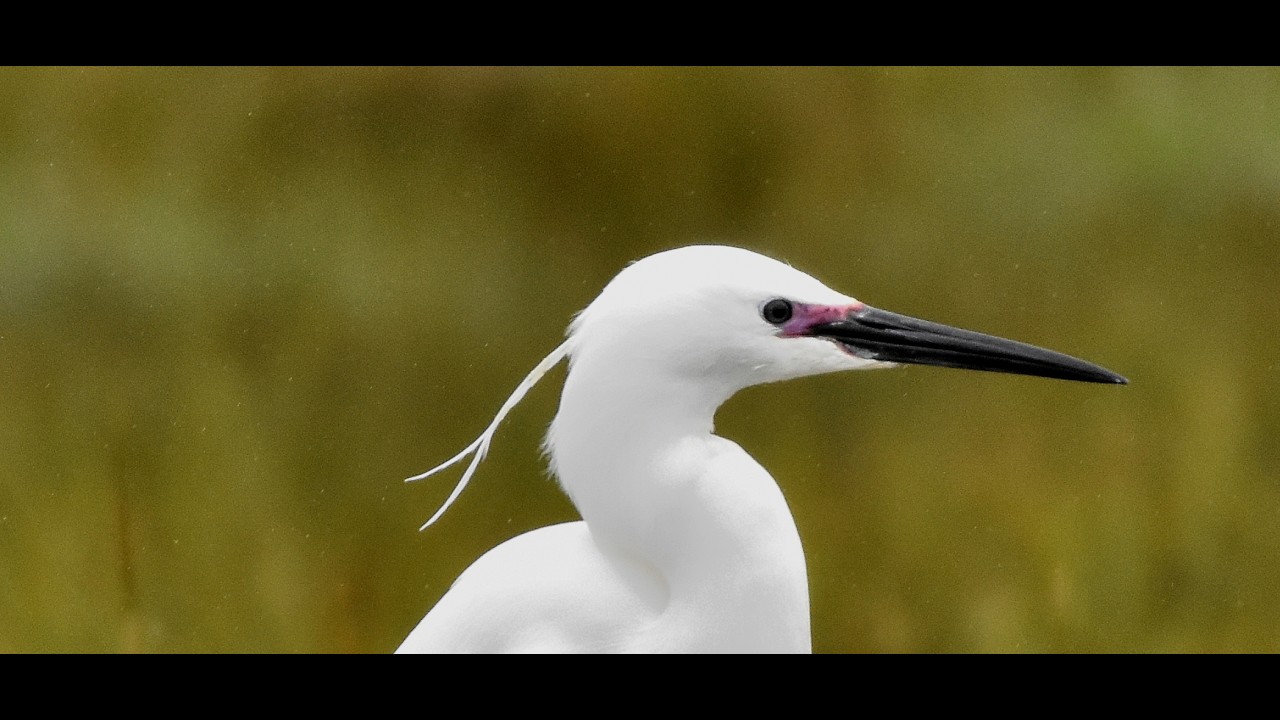 compilation of little egret videos i have taken over the years in my local area #birds #nature#nikon