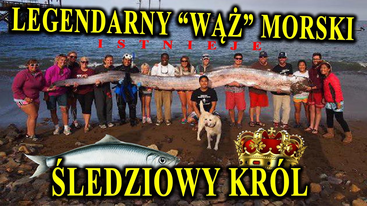 Wstęgor Kr&oacute;lewski - Pierwowz&oacute;r Legend o Gigantycznych Wężach Morskich