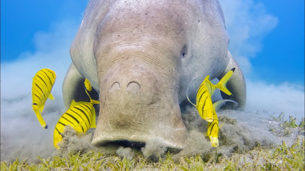 Why do Dugongs Rely On Seagrass Habitats For Their Survival?