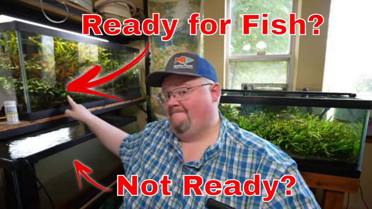 Are You Ready To Add Fish To Your Tank?