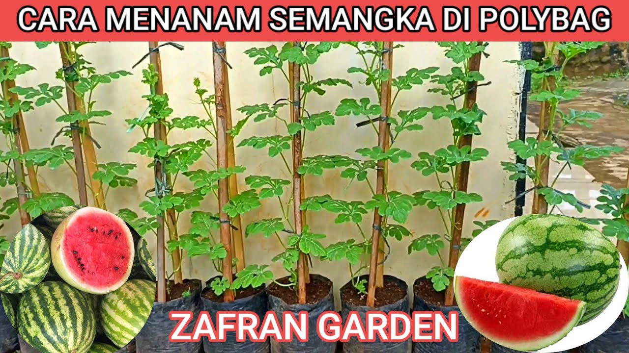 Cara  mudah ‼Menanam Semangka di Polybag