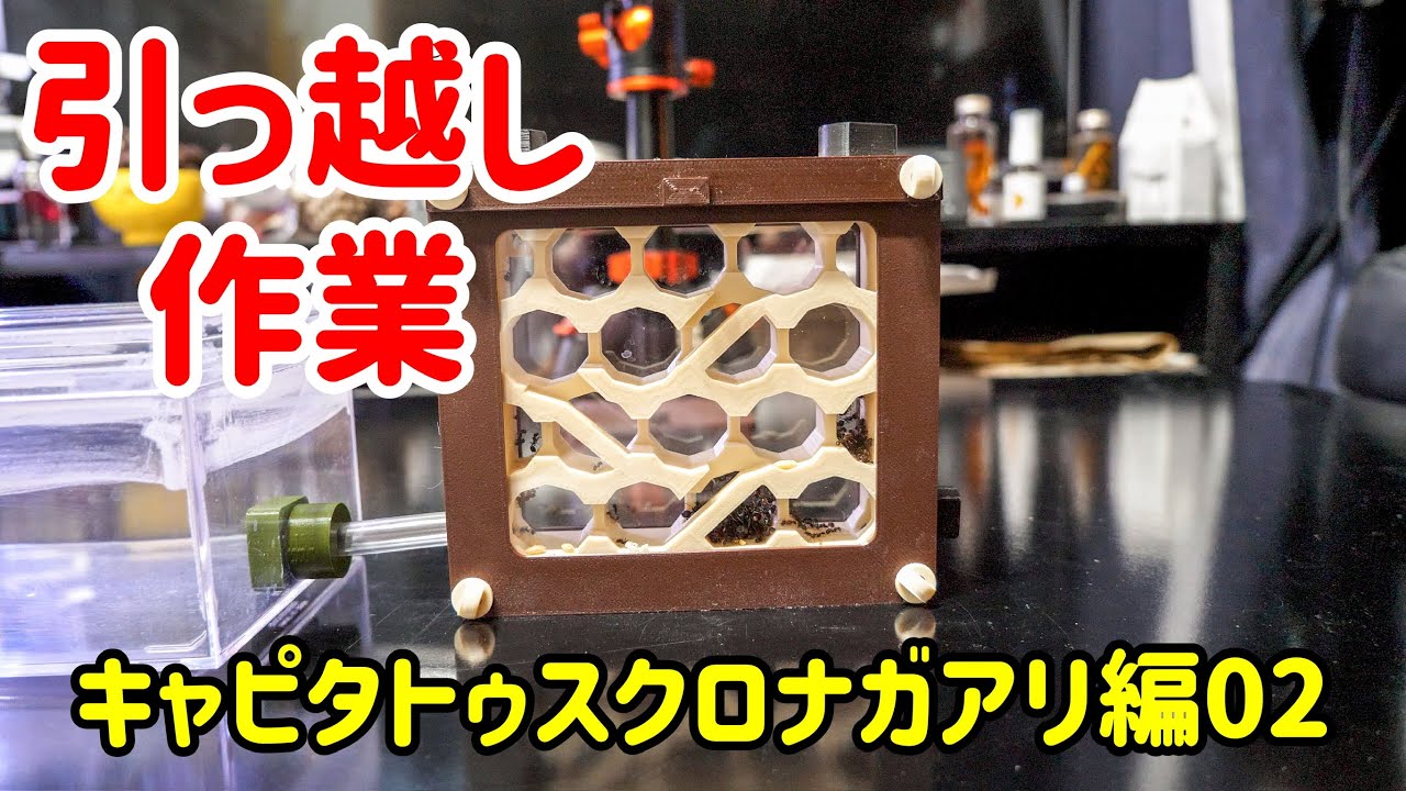 【アリ飼育】種を食べるアリが殖えすぎたので広い新居に引っ越しさせました！