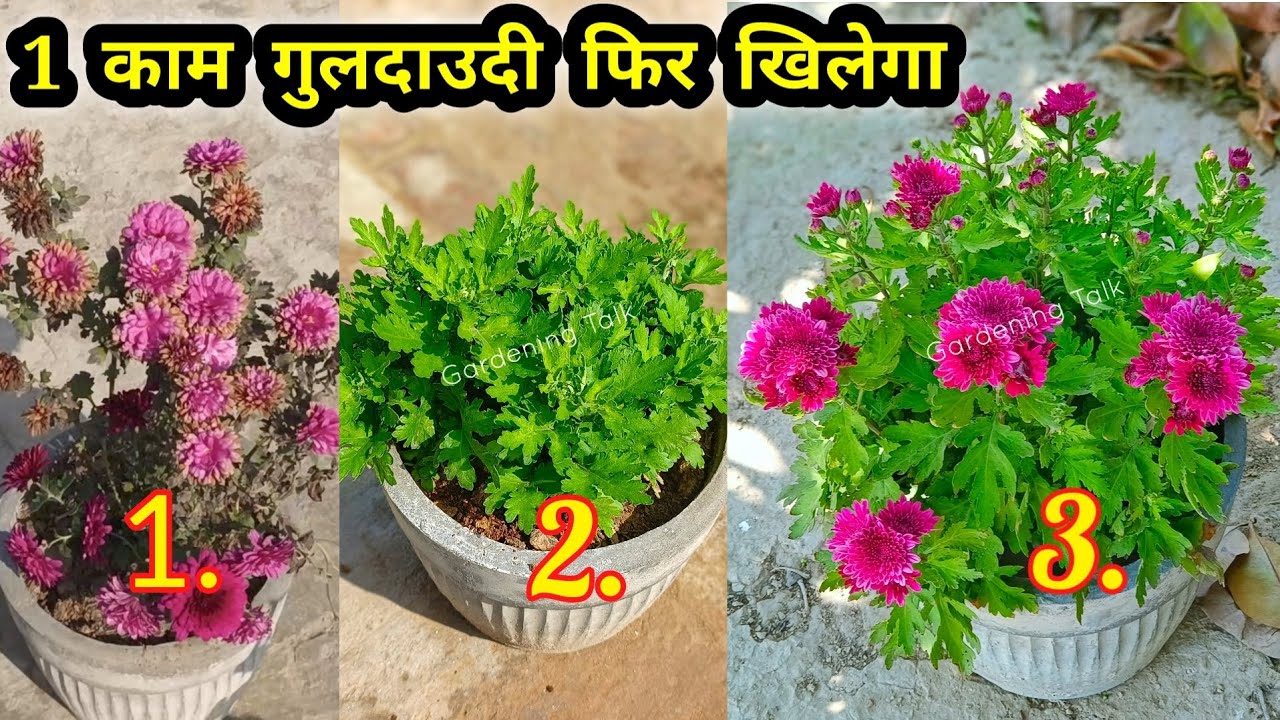 गुलदाऊदी में 1 काम दोबारा खिल उठेगा | गुलदाऊदी में दोबारा फूल कैसे लें । गुलदाऊदी में क्या खाद दे ।