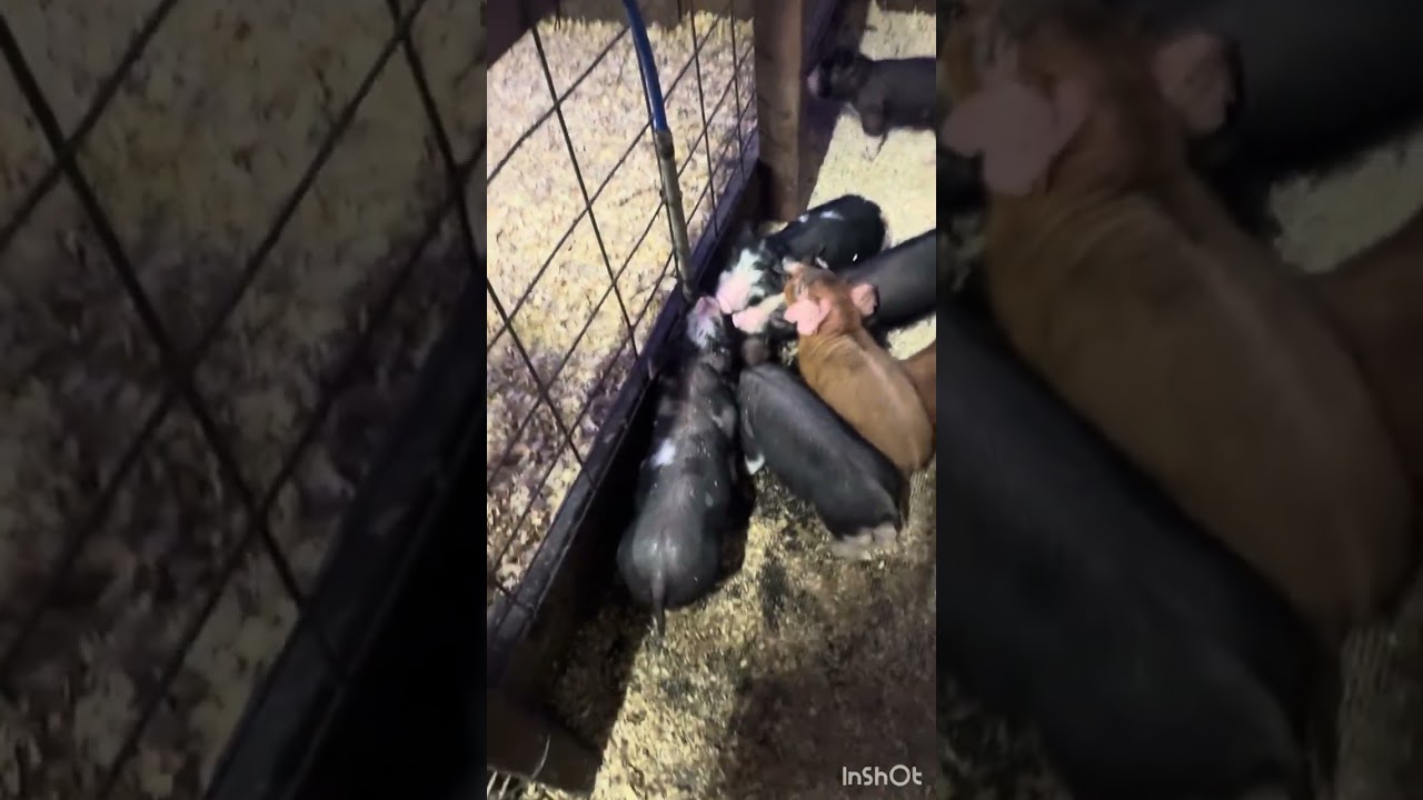Remodeling the farrowing house 