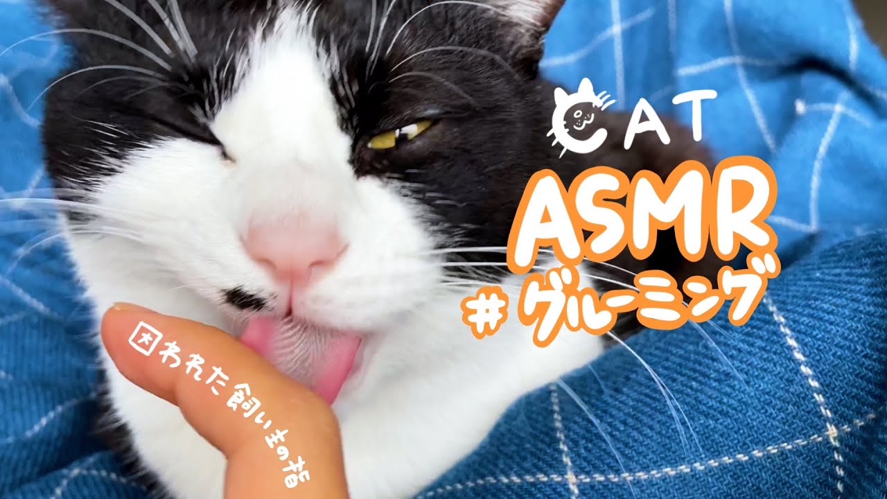 👅ASMR｜どうしても飼い主をグルーミングしたい猫