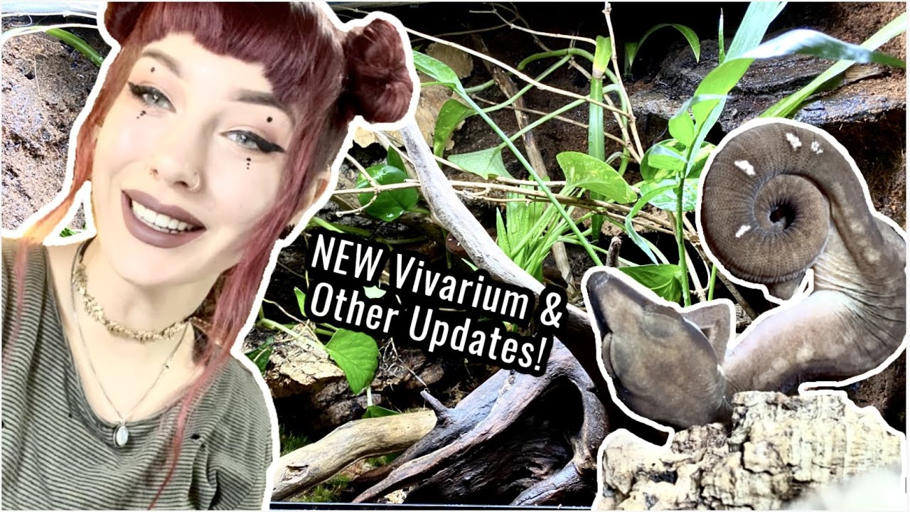 NEW CAT GECKO VIVARIUM & Other Updates!