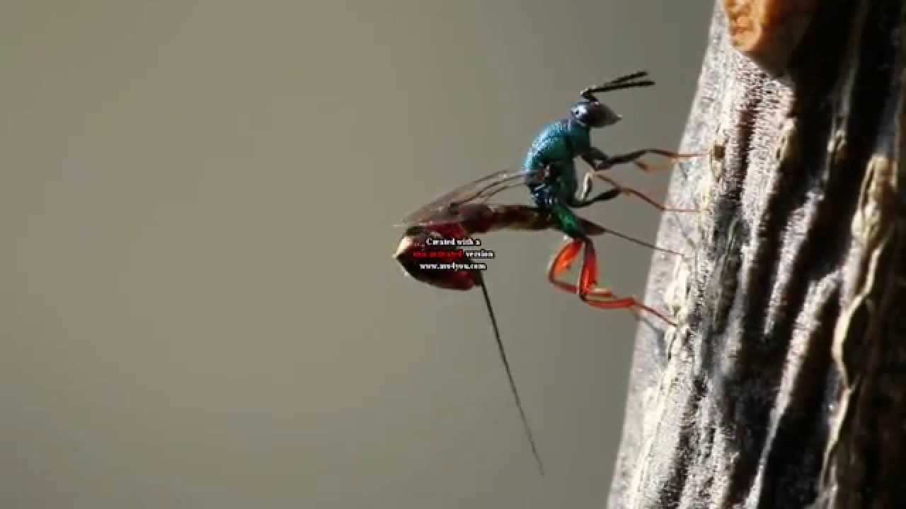 Ponte de Torymus calcaratus