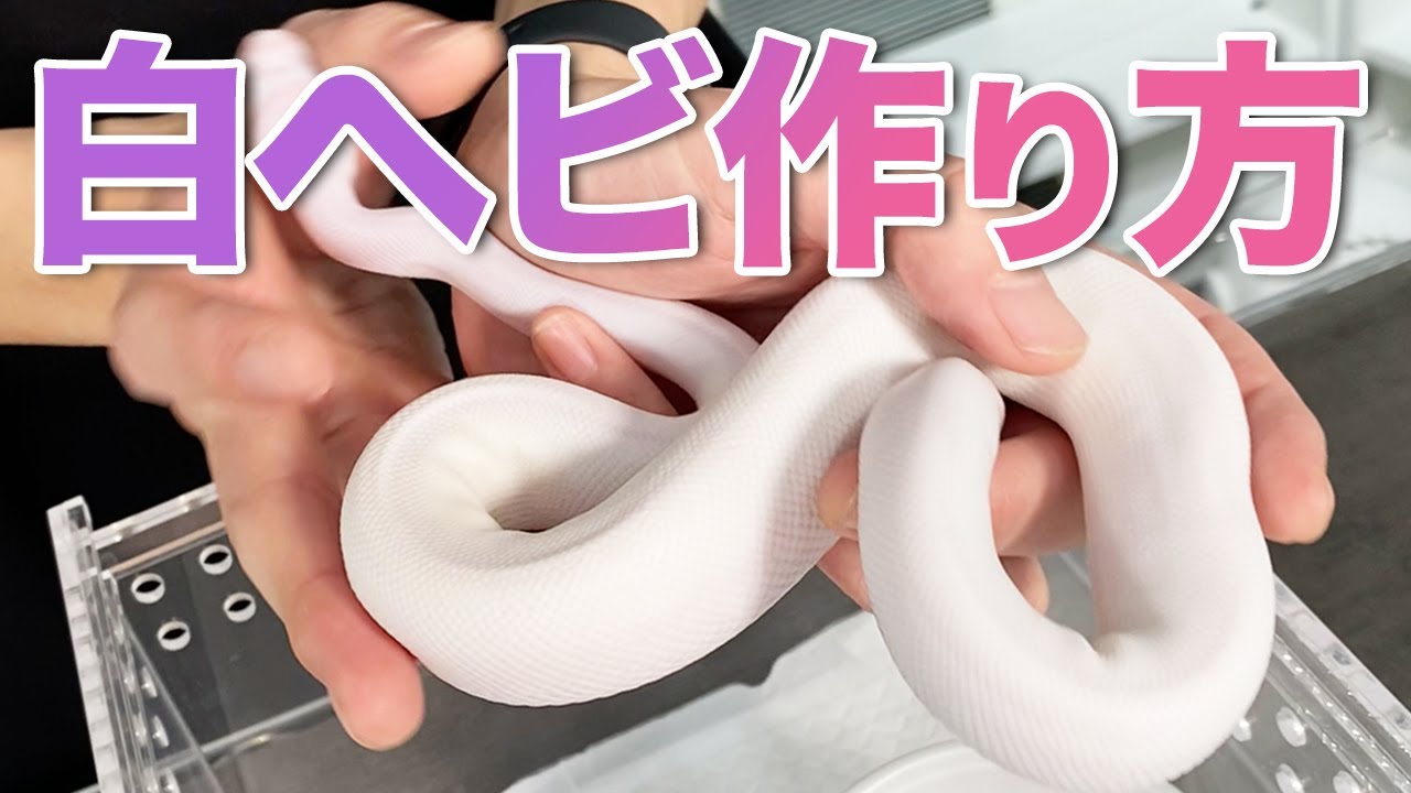 【白ヘビの作り方】ホワイトウエディングの繁殖法｜ボールパイソン