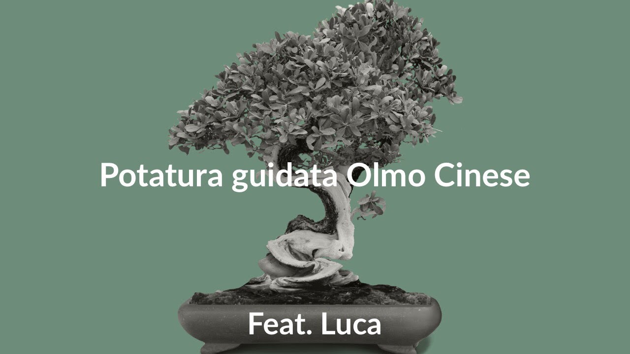 Potatura guidata di un OLMO CINESE