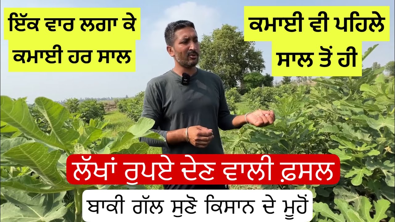 ਪਹਿਲੇ ਸਾਲ ਹੀ ਲੱਖਾਂ ਦੀ ਕਮਾਈ ਸ਼ੁਰੂ | Growing rich by doing farming of Angeer  (Figs)