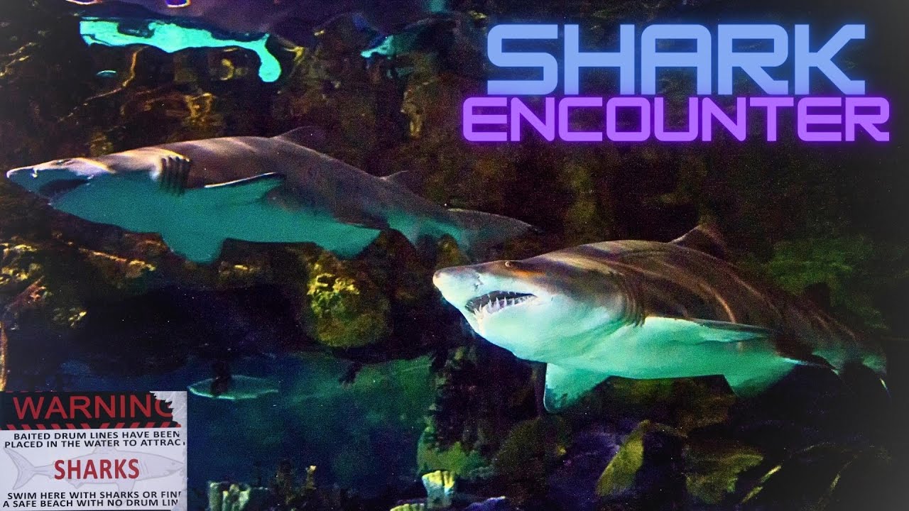 Shark Encounter, SeaWorld San Diego [4K UHD]