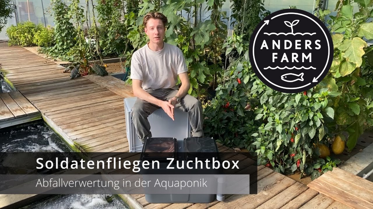 Soldatenfliegen Zuchtbox