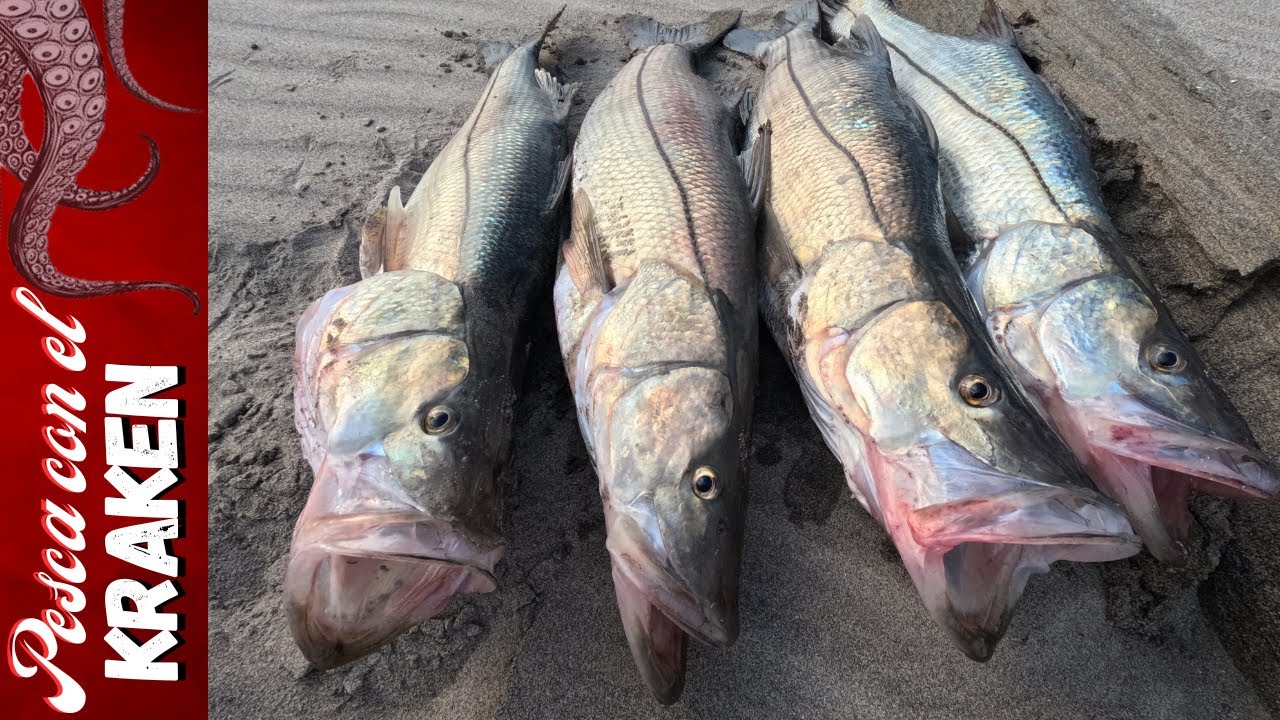 PESCA DE ROBALO | Pescamos 5 grandes en playa | Shore jigging