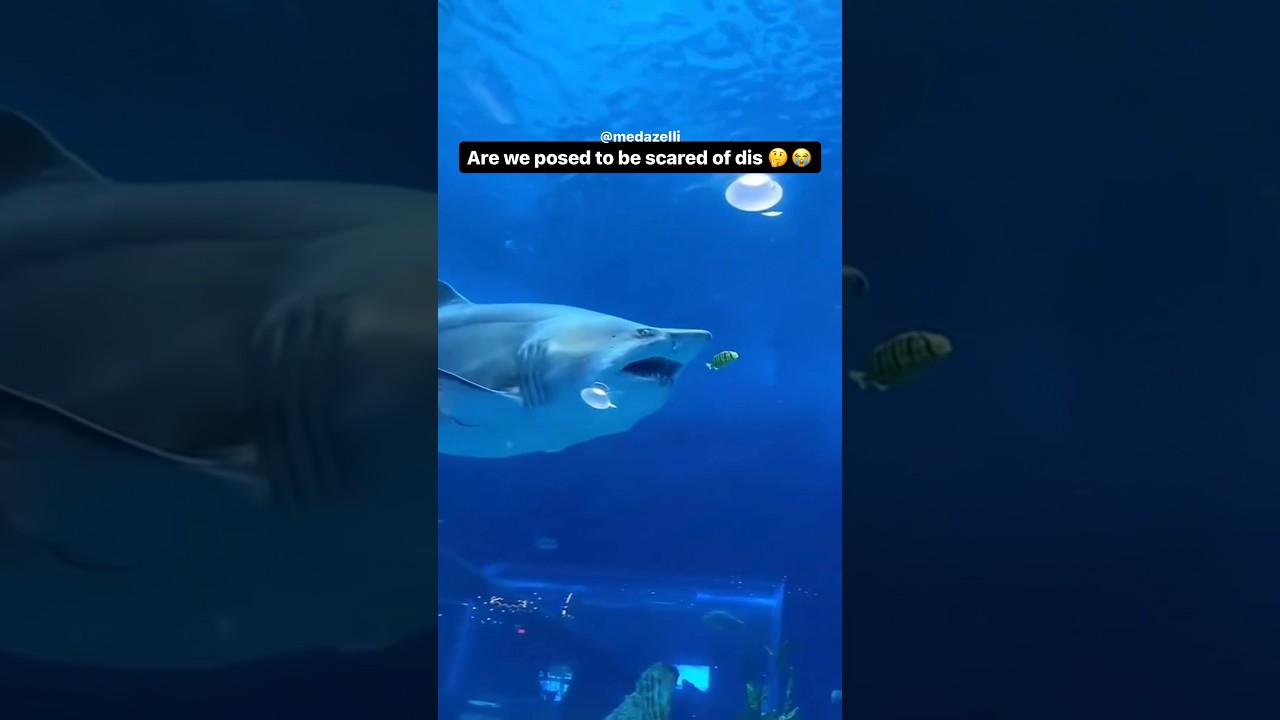 I Witnessed An Insane Shark Attack 😧