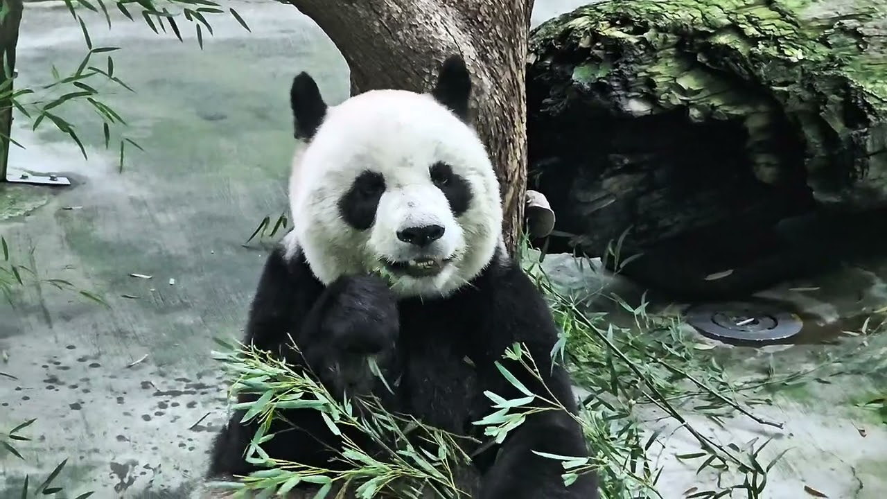 2025/04/08圓圓經典晚餐（嚴禁轉載）