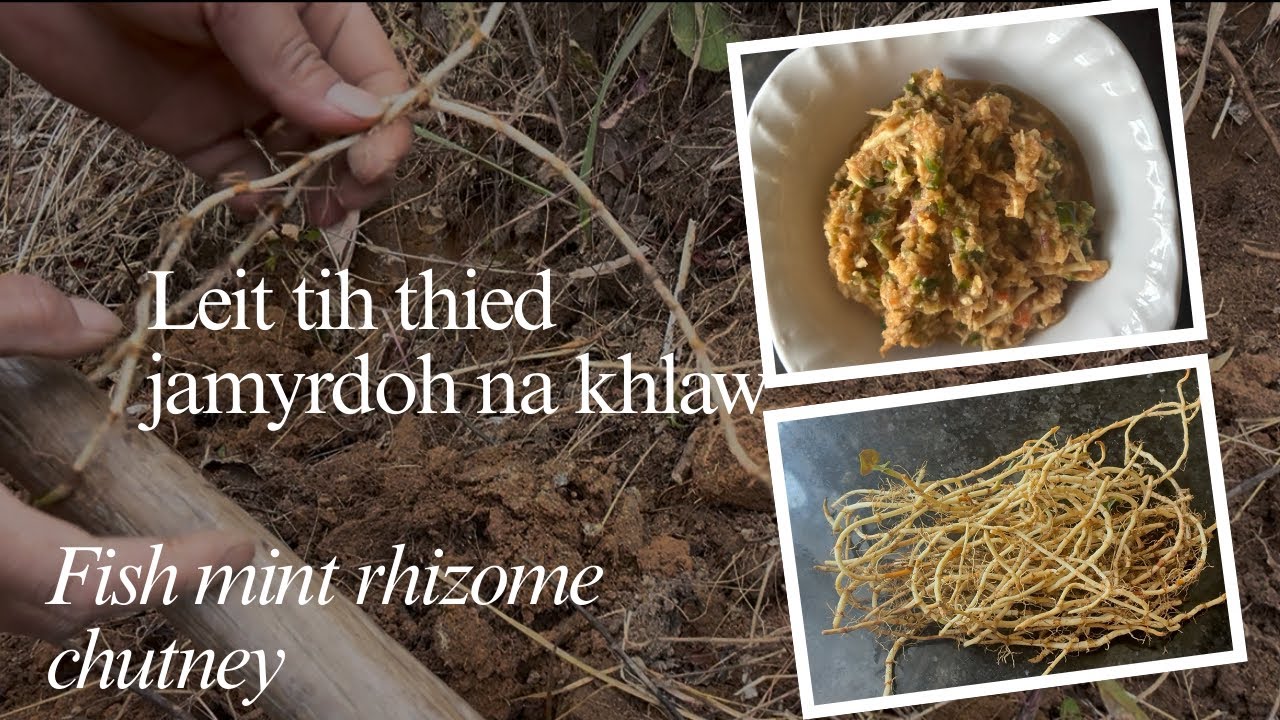 Leit tih thied jamyrdoh ban leh chutney||Foraging Houttuynia cordata rhizomes to make chutney