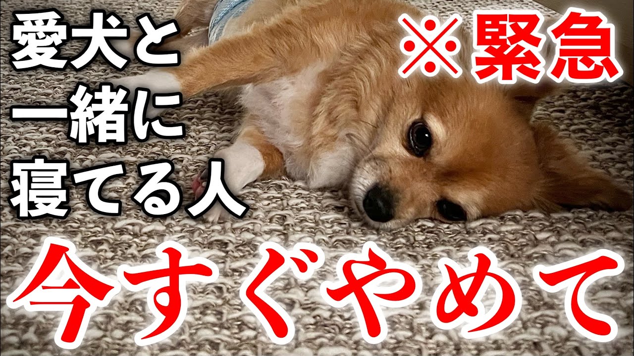 【体調不良の原因は犬】それでもあなたは犬と寝ますか？【犬と寝る/影響】