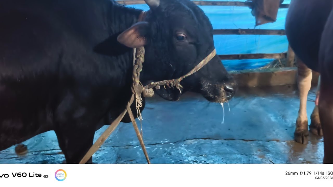 FMD  বা খুরা রোগের প্রাথমিক  চিকিৎসার বিস্তারিত আলোচনা 