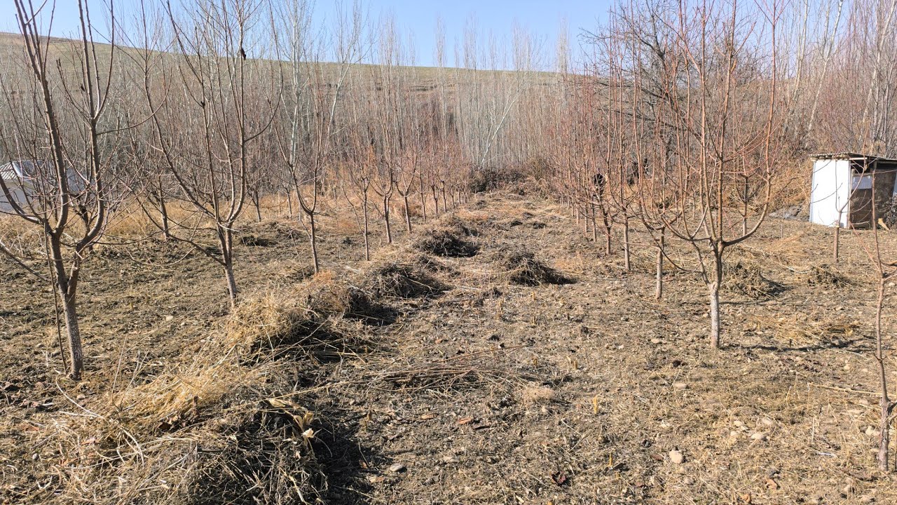 🍒🍒Воловье Сердца гилас бакты жаңы сортко озгортуу🍒🍒