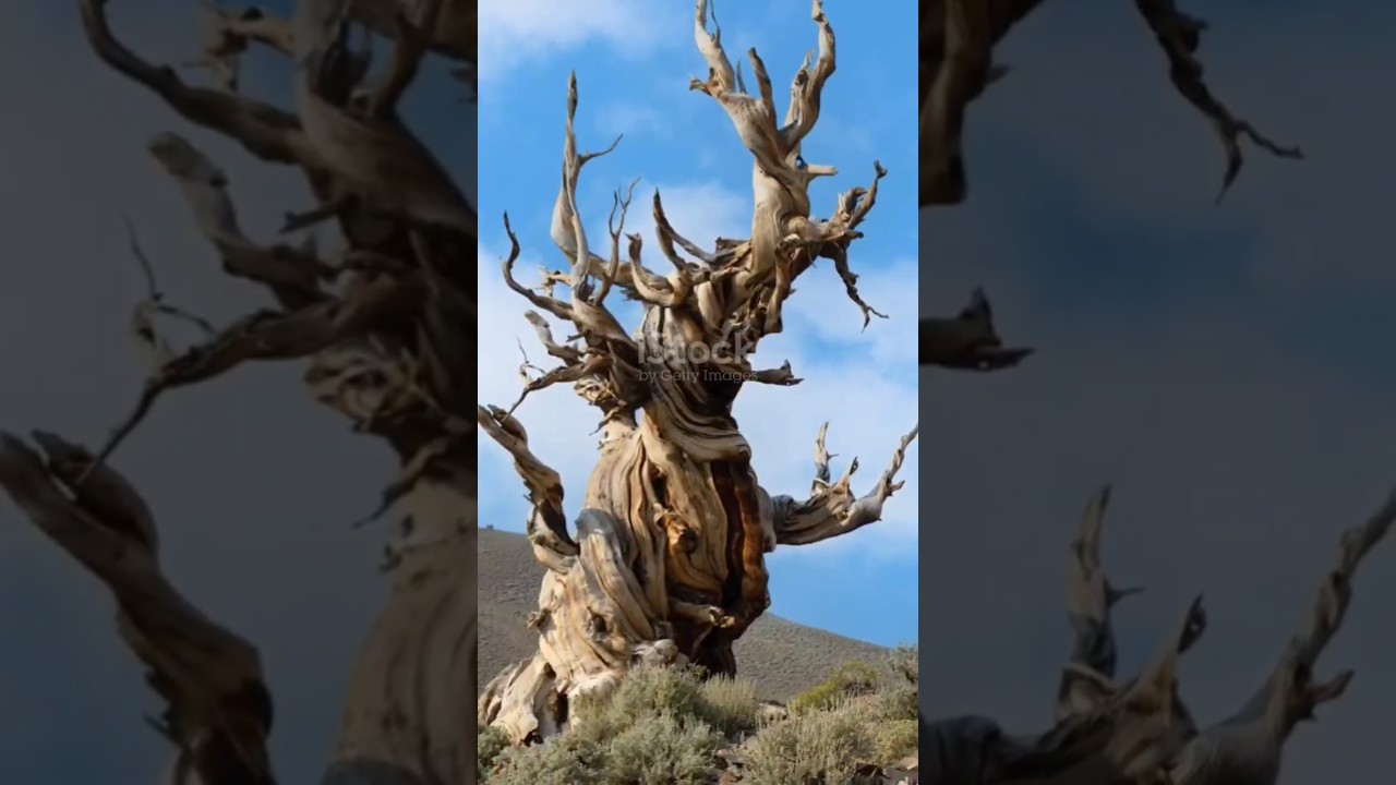 #Welwitschia #DesertPlants #AncientPlants #PlantFacts #NatureLovers #Botany #UniquePlants