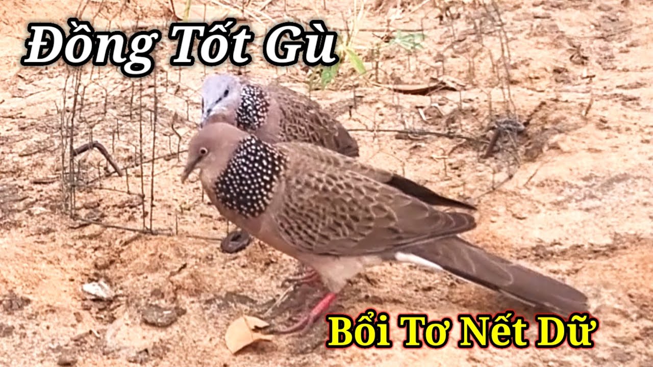 Đồng Tơ Nết Dữ.Clip463.Bổi Tơ Gù Phóng Tốt Thúc Có Kèm.Hậu Nguyễn