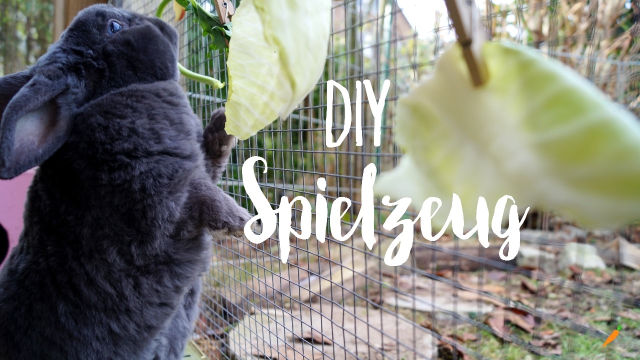 DIY Spielzeug für Kaninchen- Beschäftigungsideen 2