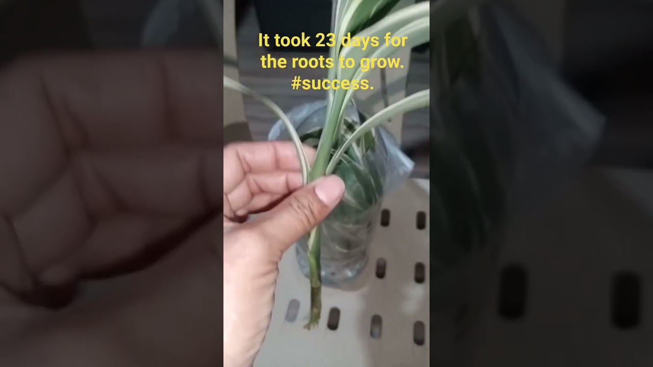 #plantmom #propagationtips.