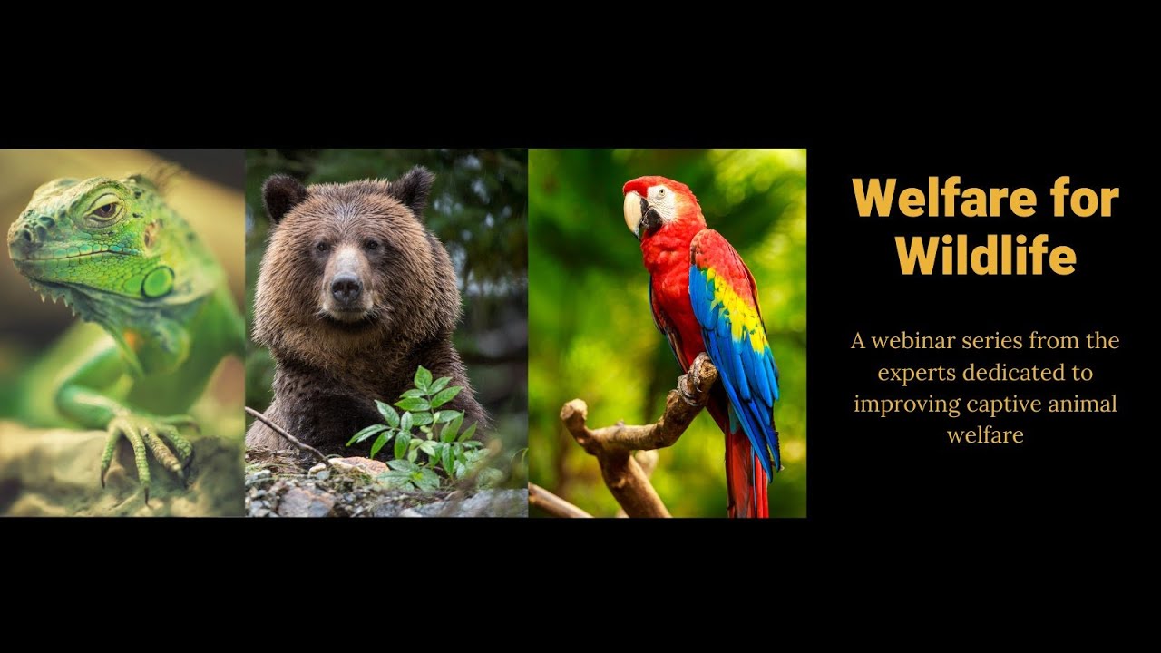 So you think you know what good welfare looks like? - Welfare For Wildlife Webinar.
