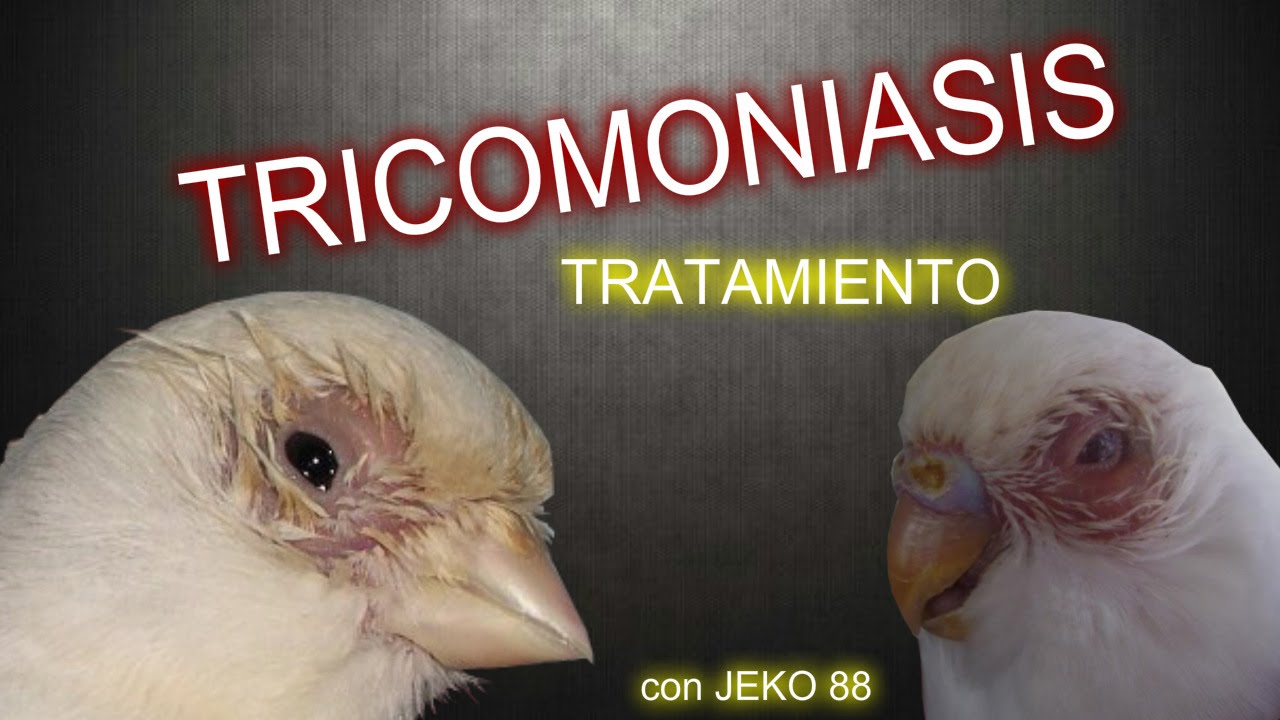 LA TRICOMONIASIS - Tratamiento
