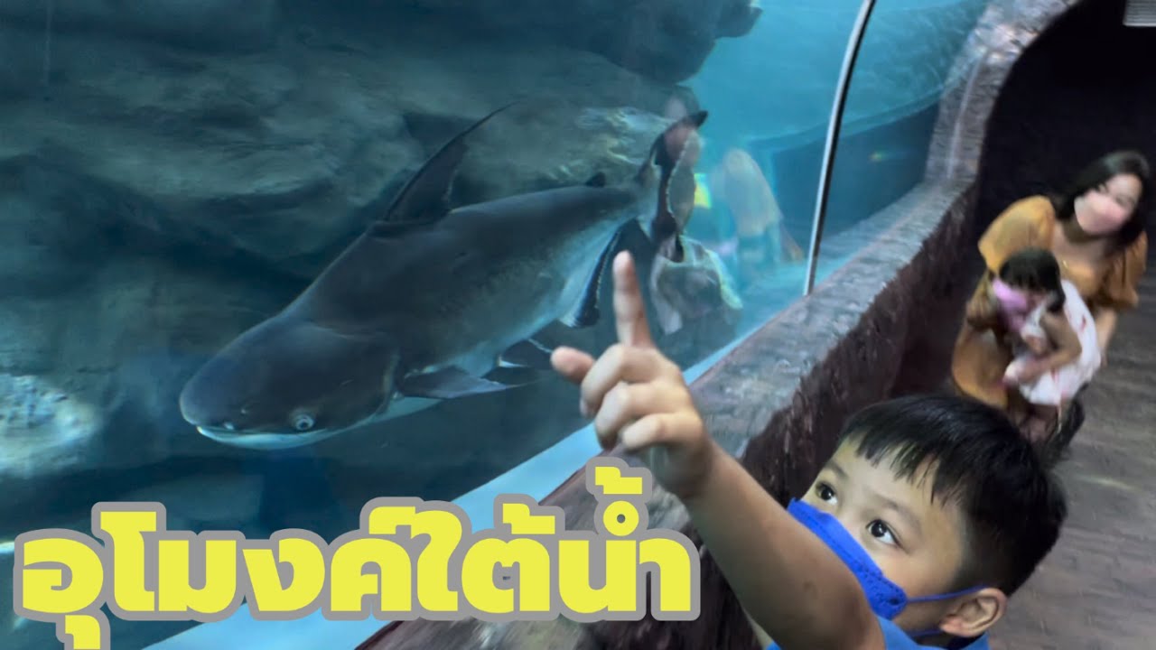 อุโมงค์ใต้น้ำ ที่พิพิธภัณฑ์สัตว์น้ำหนองคาย | YinFinFood
