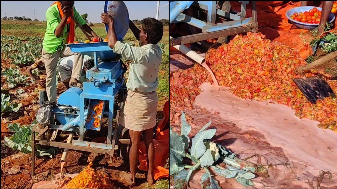 How 🍅 to Separate Seeds From Tomato | Tomato Seed Extraction Machine | Tomato Cultivation