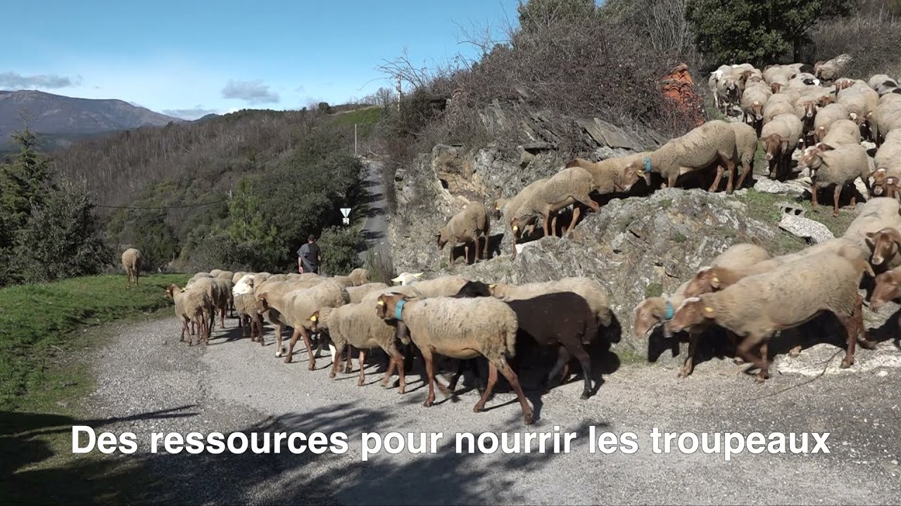 Elevage pastoral et territoires méditerranéens, un avenir en commun : Cévennes