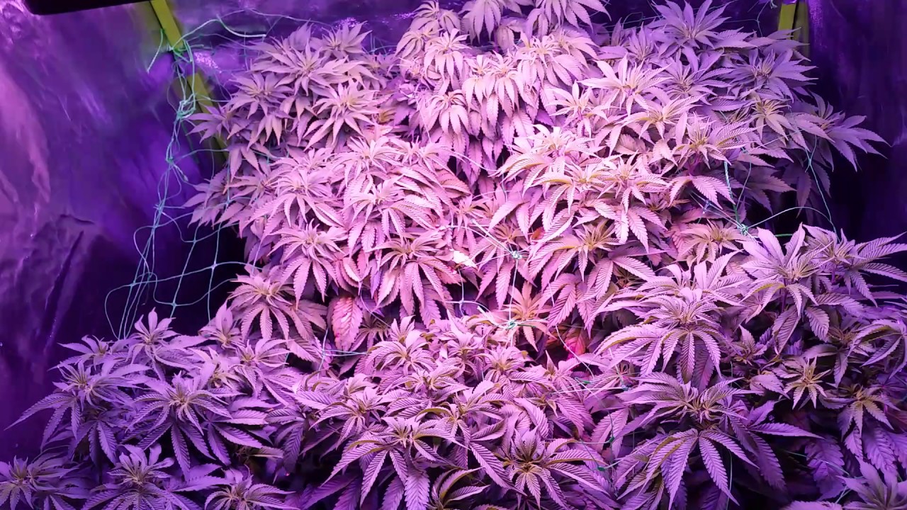Hso Humboldt seed organization sapphire OG Kush scrog 4x4 Mars 1600 led ep7
