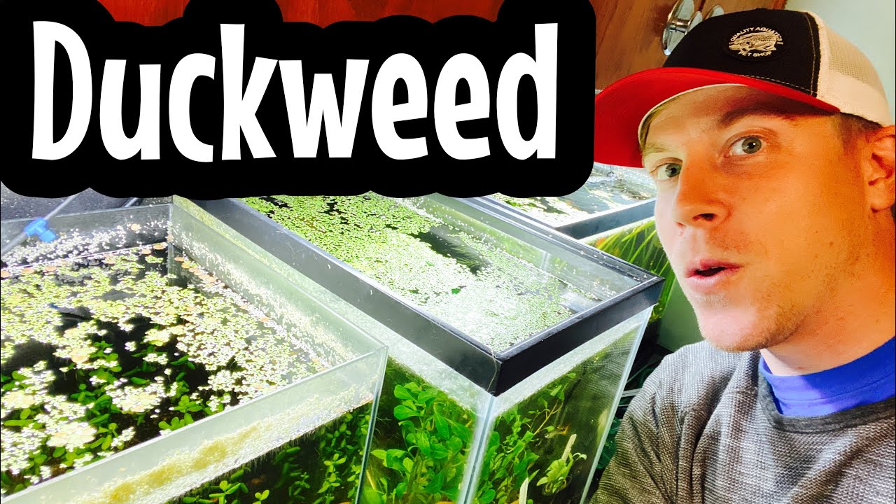 How to Grow Duckweed - Good vs Bad
