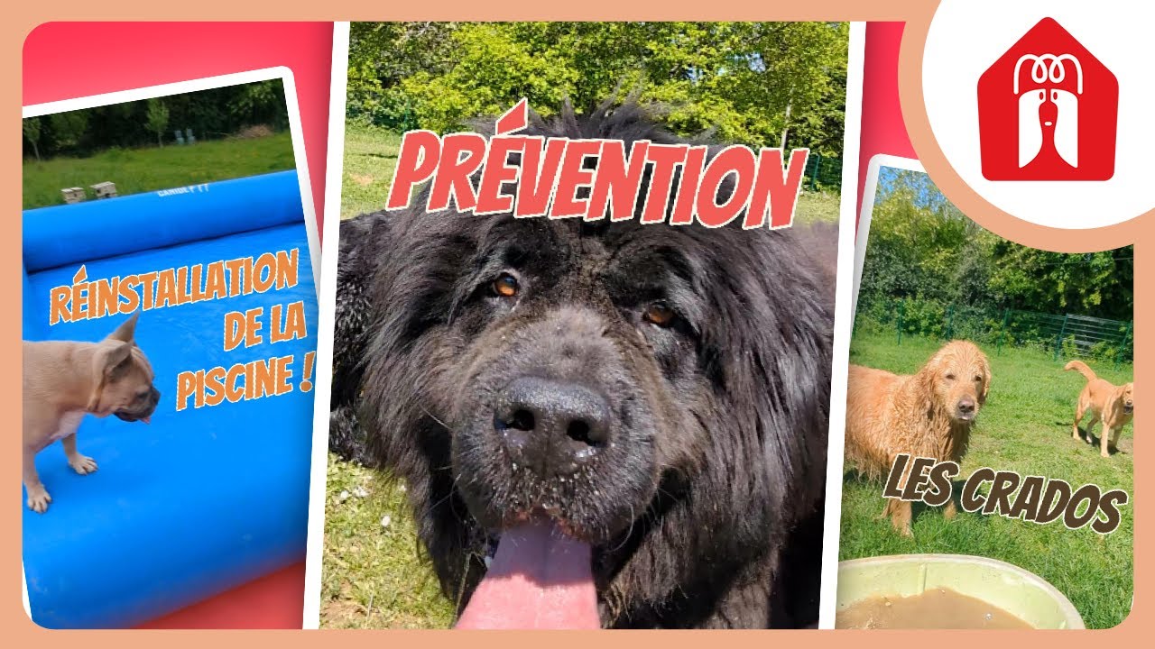 MESSAGE DE PREVENTION ⚠ 🐶 Pension CHEZ MARTH' 87 #31