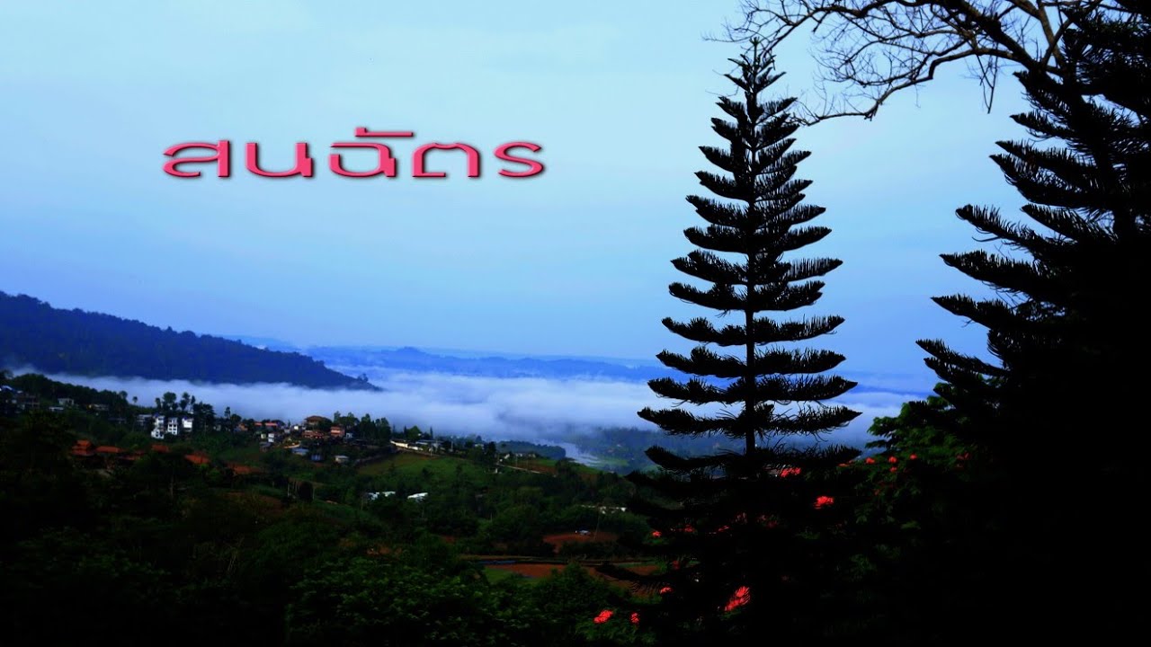 สนฉัตร Norfolk island pine ต้นไม้ที่นิยมใช้จัดสวนปลูกแล้วขายได้  ไม้ขุดล้อม