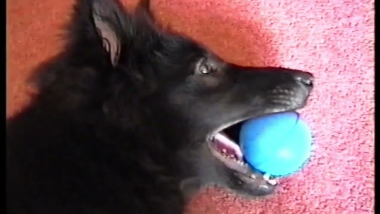 ASMR: Puppy - Groenendael Belgian Shepherd (1998) vintage camcorder footage