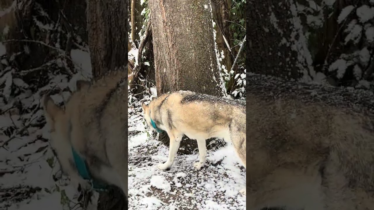 It's snowing even more! Even happier husky 😊