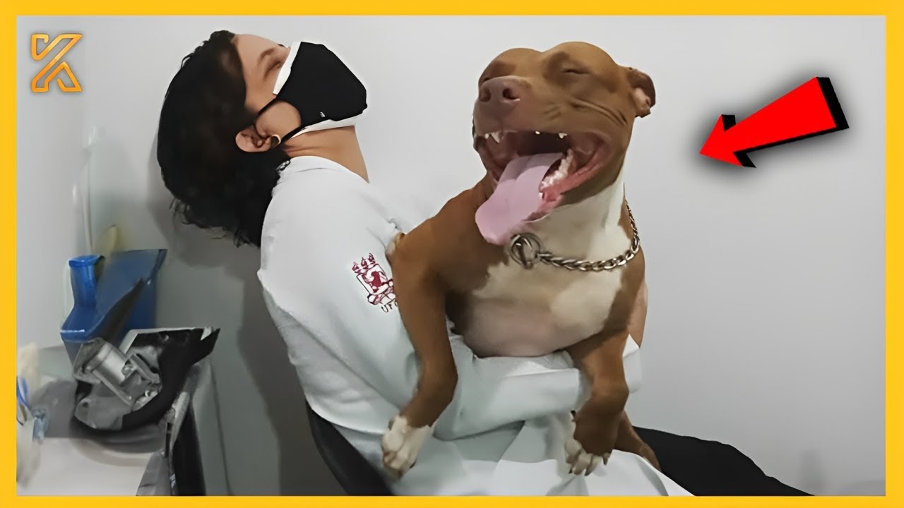 🐕🎬FULL When your dog is overly dramatic😂Best Funny Dog Videos