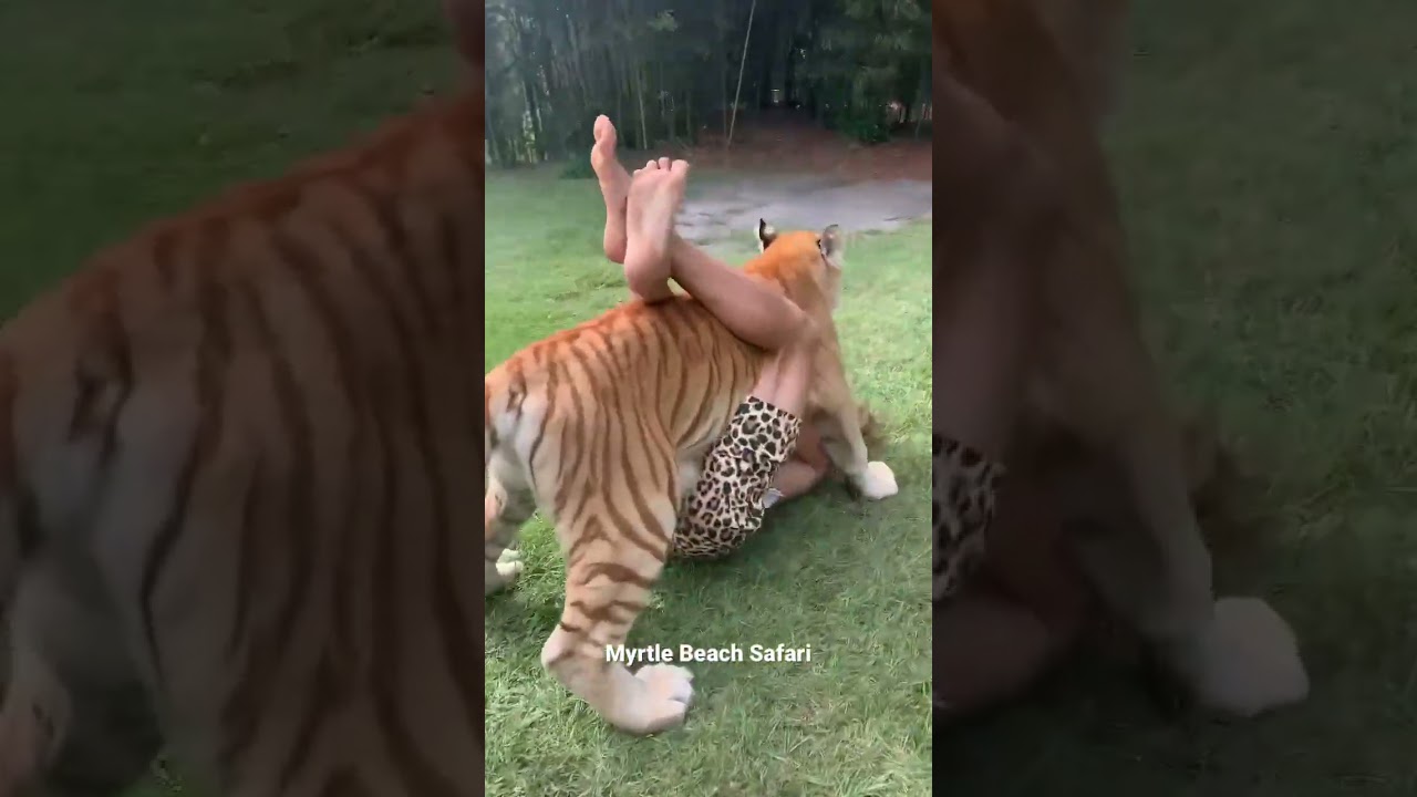 Arula the Golden Tabby tiger #shorts #youtubeshorts