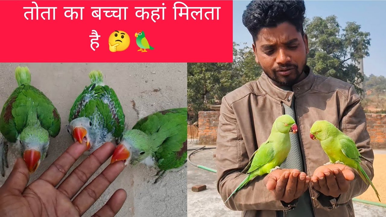 तोता का बच्चा कहां मिलता है 🤔🦜#parrot#baby#seasion #viral #video#youtube ##