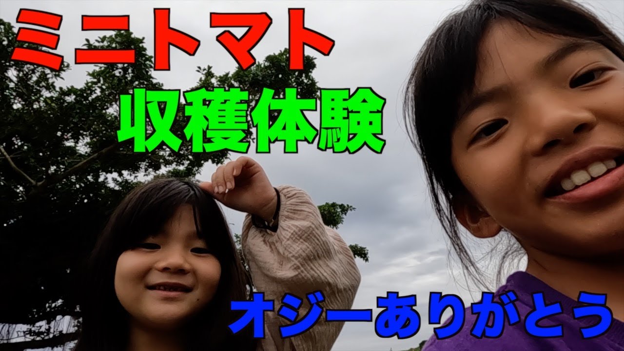 ミニトマト収穫体験＃ミニトマト＃収穫体験＃盛チャンネル