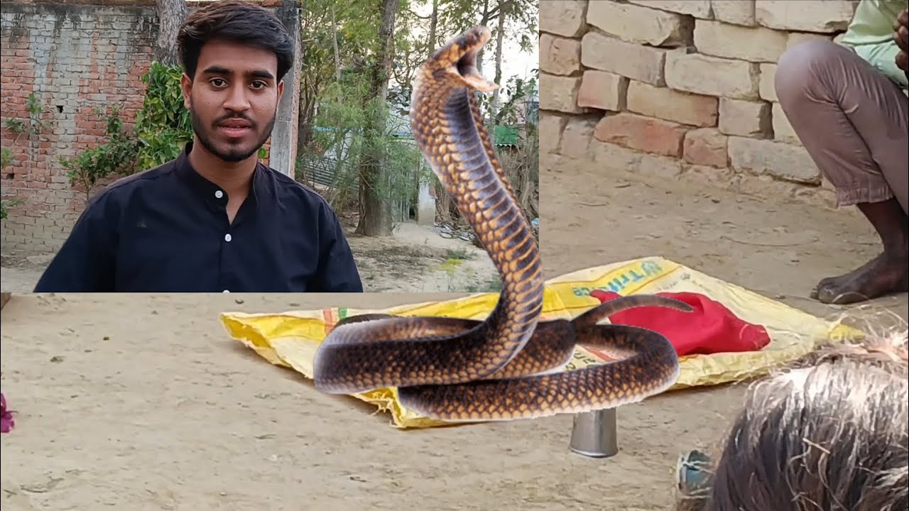 Madari with snake😱 itna bada