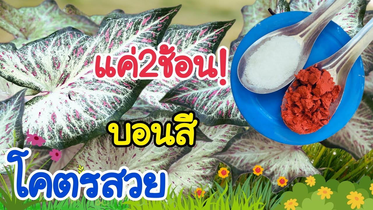 💯เพิ่งรู้.แค่2ช้อน!บอนสีโคตรสวยใบใหญใบดกกัดสีเข้ม ใบสวยกว่าเดิม10เท่า #บอนสี #คุณต้นไอที #viral